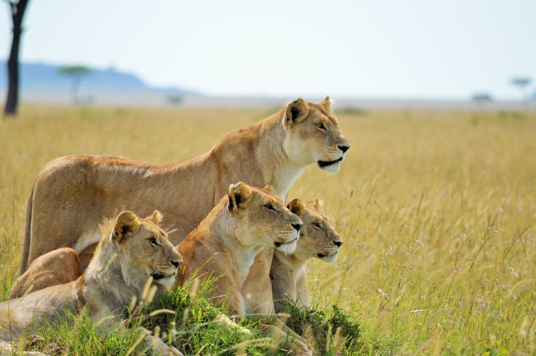 Lions on watch