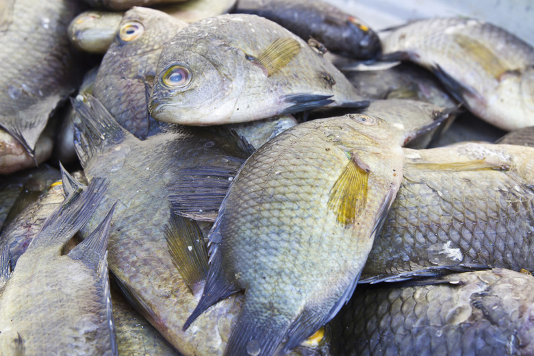 Tilapia Fish