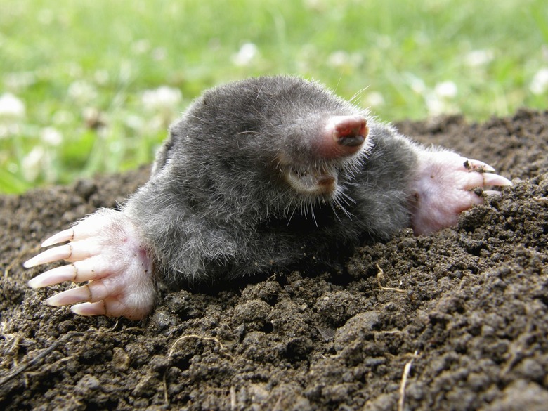 Laughing mole