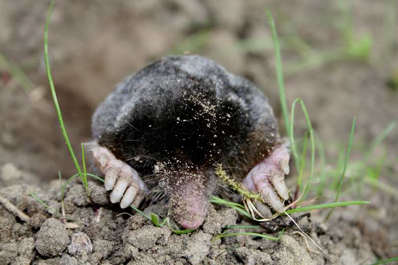 Mole on surface