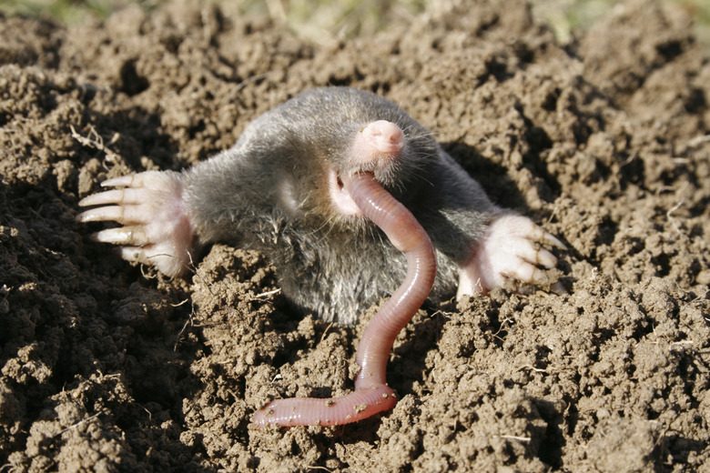 hungry mole