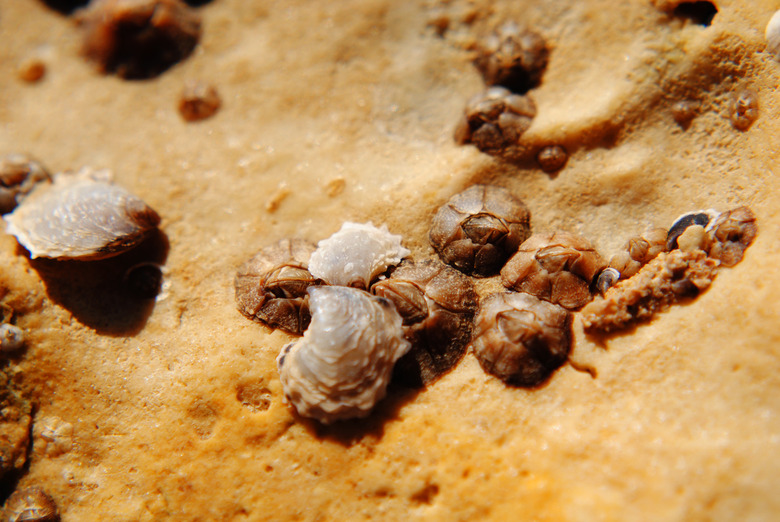 Sea Barnacles close up