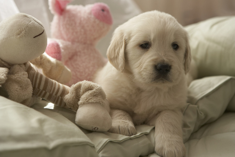 Dog relaxing on bed