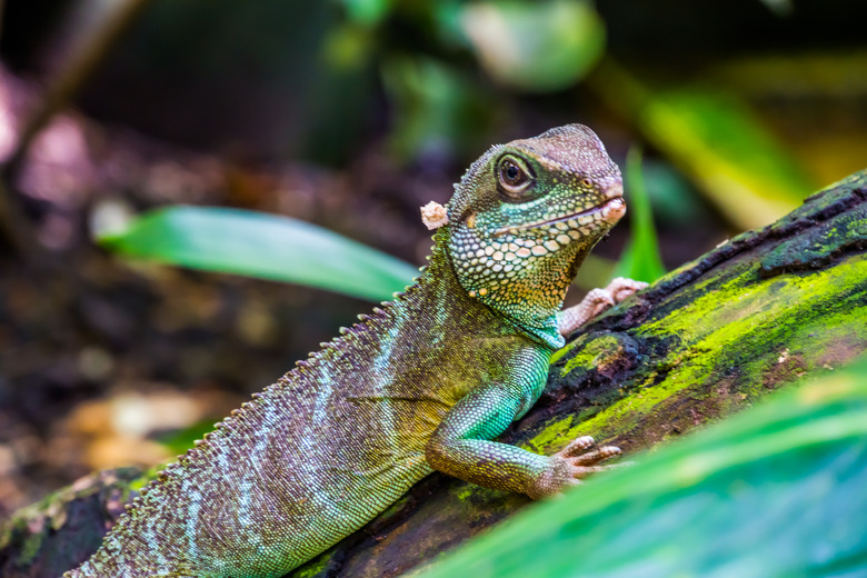 Chinese water dragon lizard in closeup, tropical reptile pet, Exotic animal specie from Asia