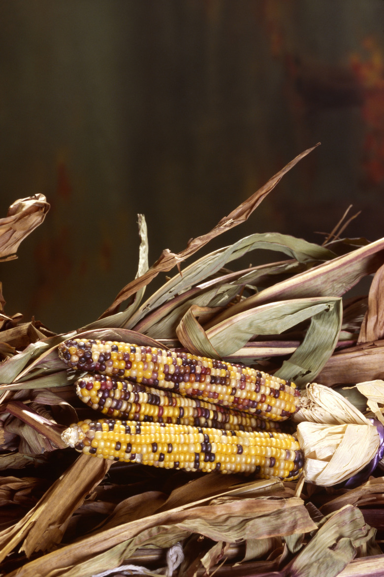 Ears of Indian corn