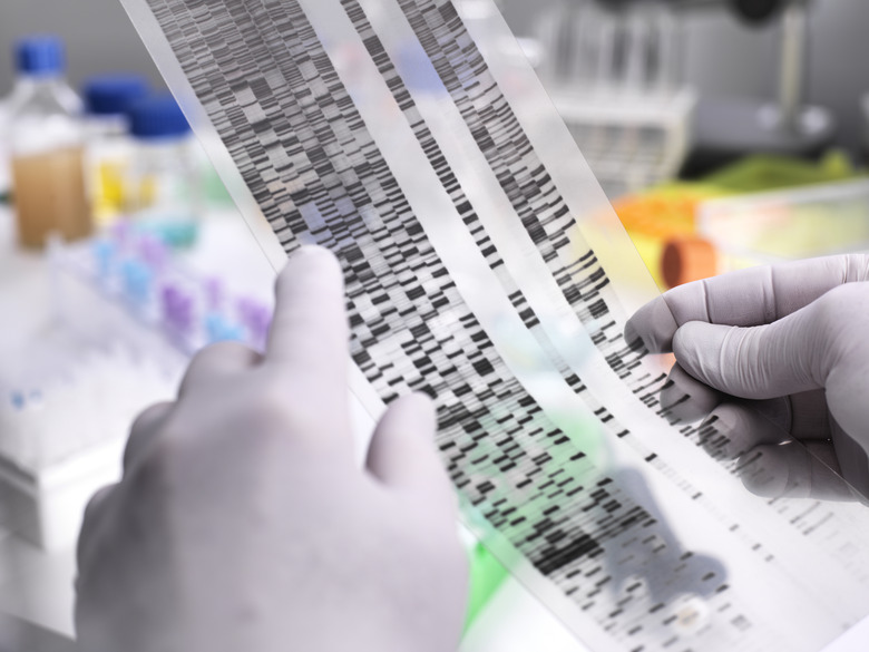 Genetic Research, Scientist holding a DNA gel revealing, the genetic make-up of the specimen