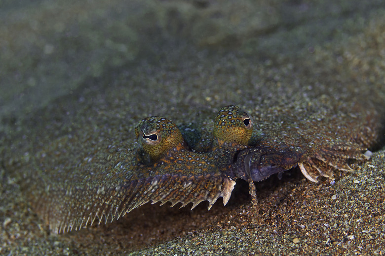 Wide-eyed flounder, Weitäugiger Butt (Bothus podas)