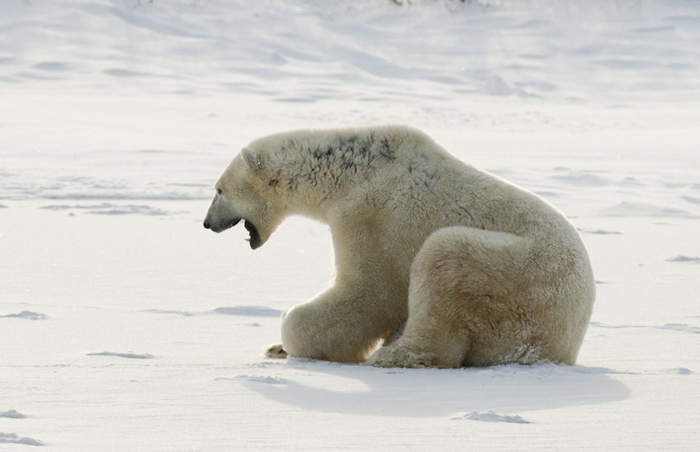 Polar bear on the tundra.