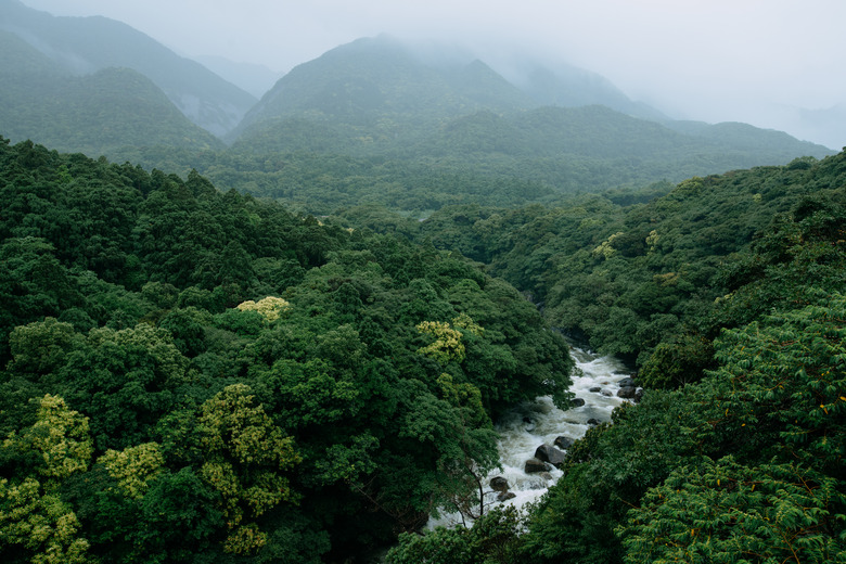 River running through lush green forest in rain, Yakushima Island, Japan