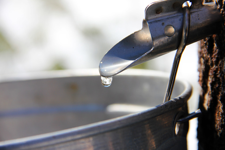 Collecting Maple Syrup Sap