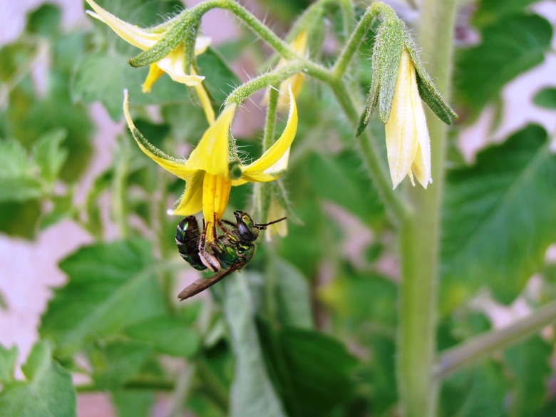 Wasp on yellow flower