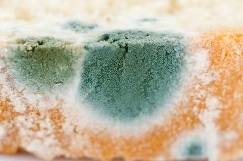 Mold on bread