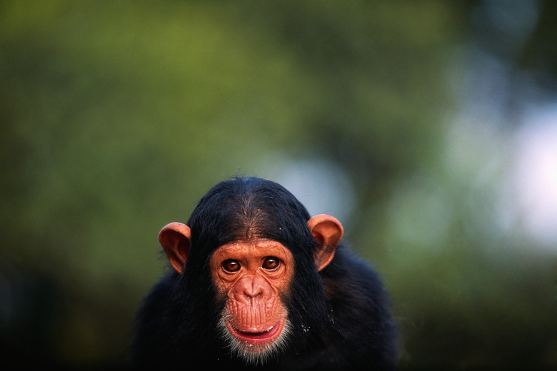 Chimpanzee (Pan troglodytes), close up