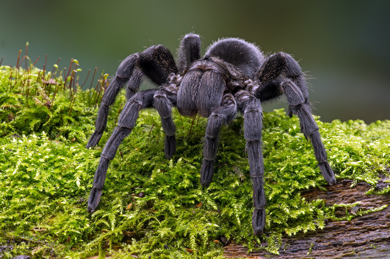 Brazilian Black Velvet Tarantula (Grammostola Pulchra)