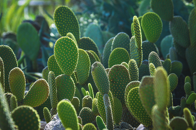 Cactus, Green Cactus Gargen 2