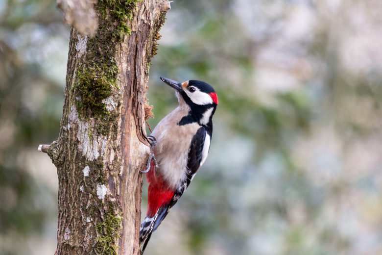 Great spotted woodpecker, Dendrocopos major