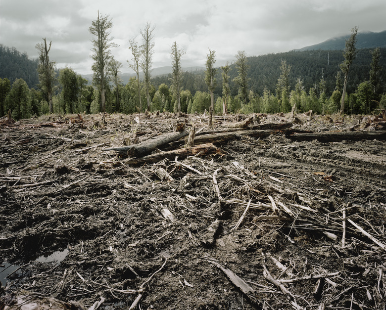 Old Growth Deforestation Tasmania