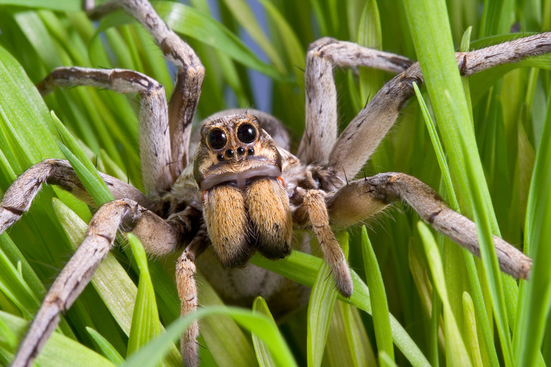 Wolf spider in grass