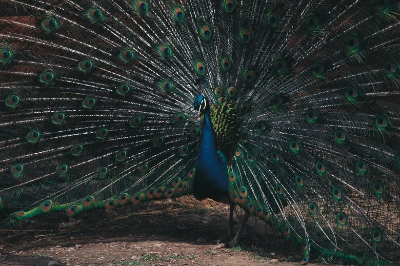 peacock