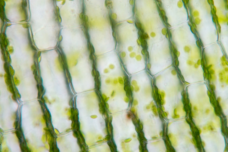 Cell structure Hydrilla, view of the leaf surface showing plant cells under the  microscope for classroom education.