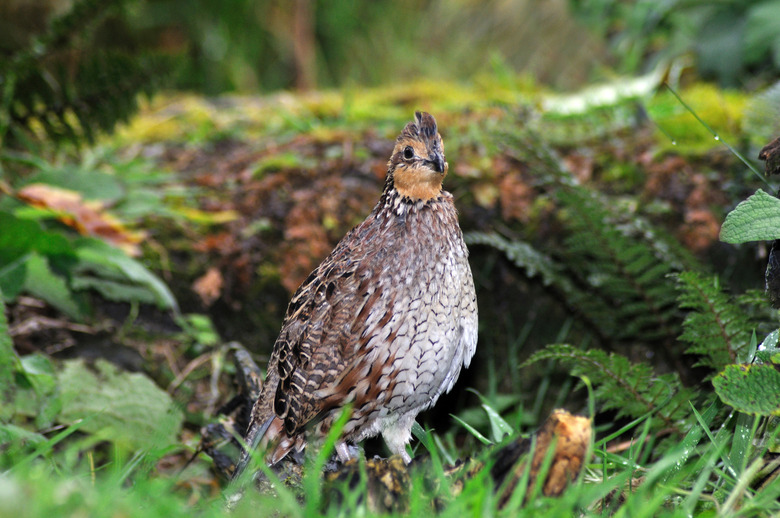 bobwhite quail