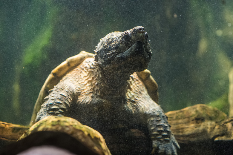 Alligator snapping turtle