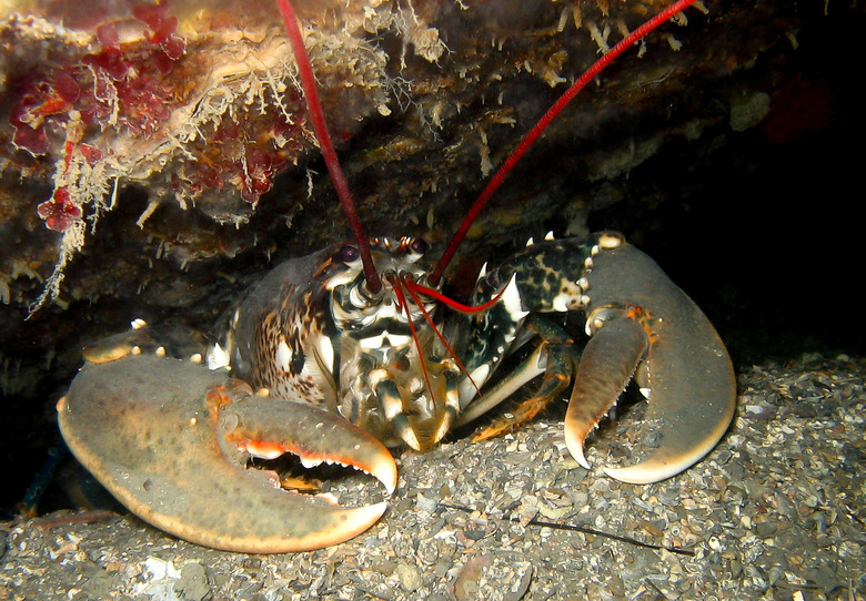 Common European Lobster underwater in a cave