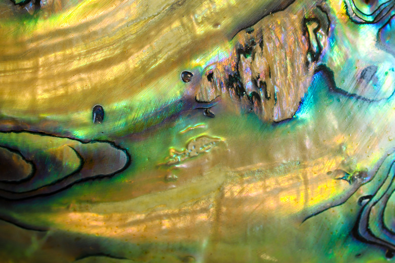 Abalone Shell close up