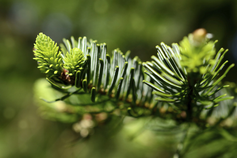 Young pine branch