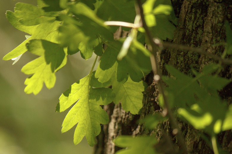 Oak Leaves 2