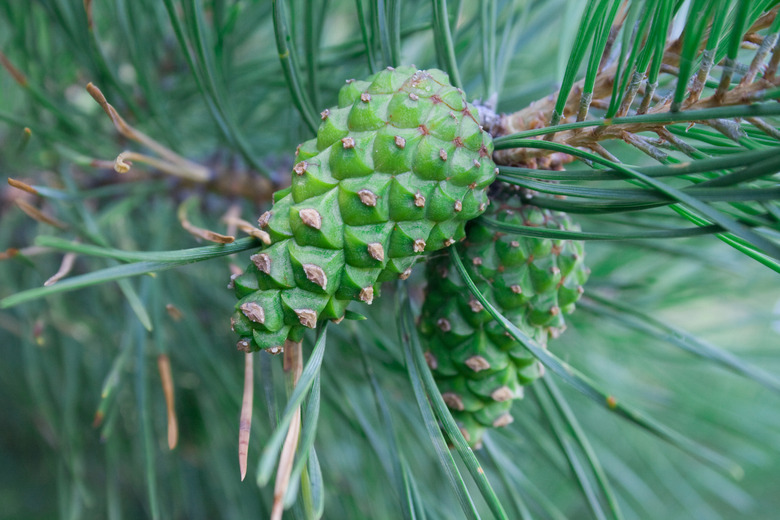 young fur-tree