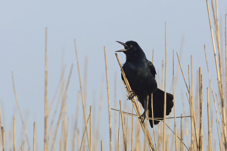 Great-tailed Grackle Calling - Texas