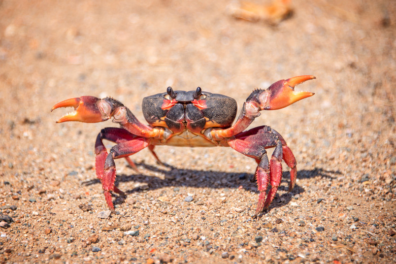 Differences Between Crustaceans & Insects