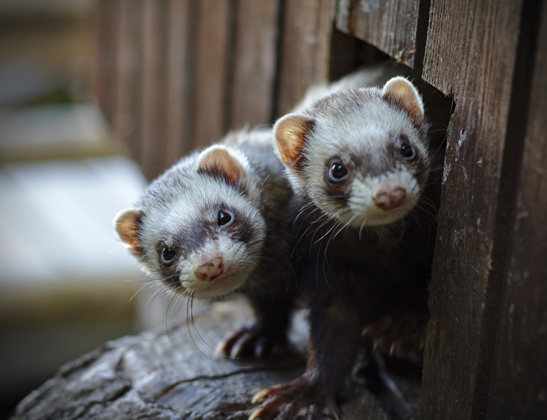 Two ferrets looking out of their wooden house