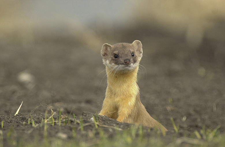 Weasel