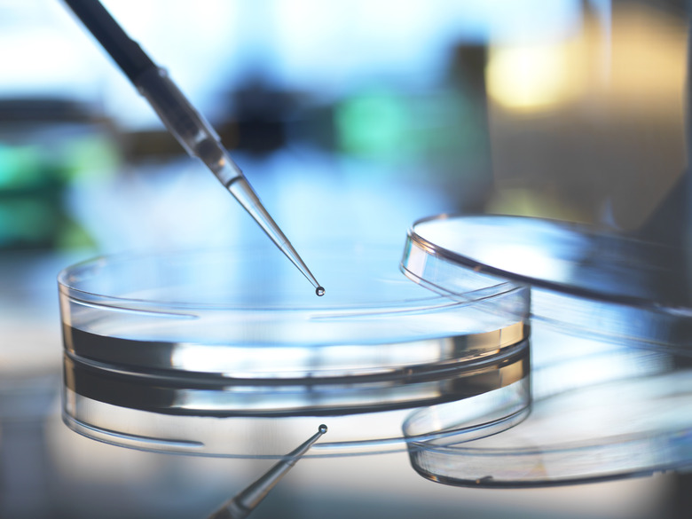 Scientist pipetting sample into petri dish in laboratory