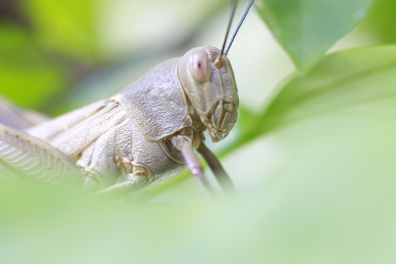 grasshopper behind the leaves