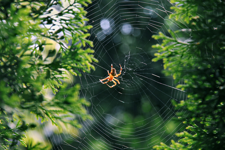 difference between male and female spiders