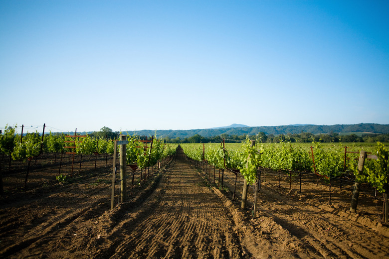 Vineyard in Sonoma Valley, California