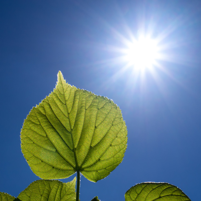 leaves and the sun