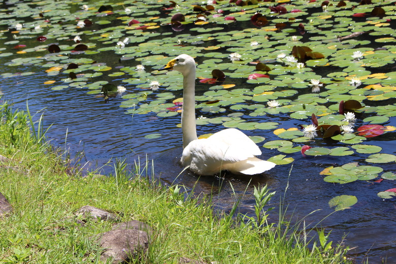 Showa-no-Mori Waterbird