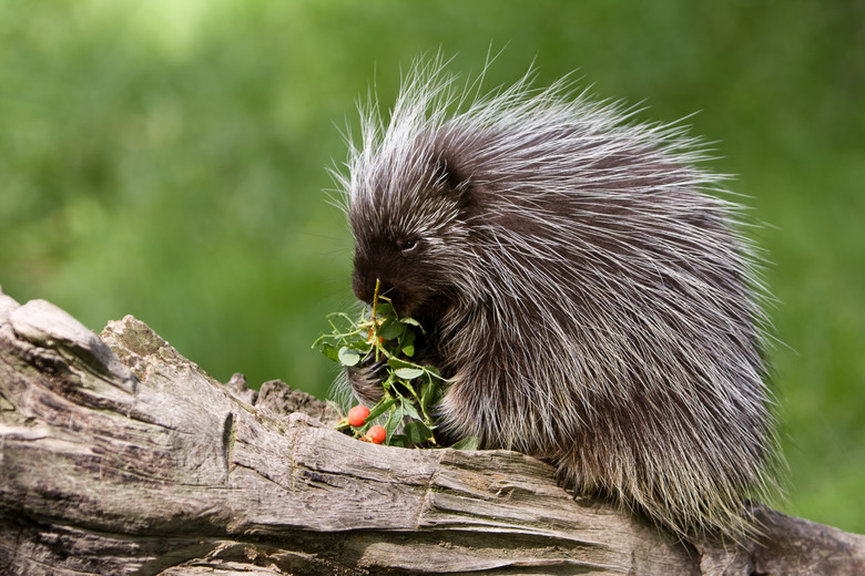 Porcupine eating on a tree branch