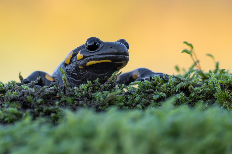 Wonderful portrait of fire Salamander at sunrise (Salamandra salamandra)