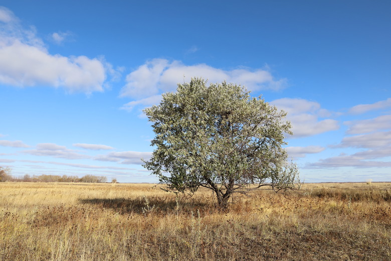 Elaeagnus angustifolia. Russian olive Sunny autumn day in the Altai region