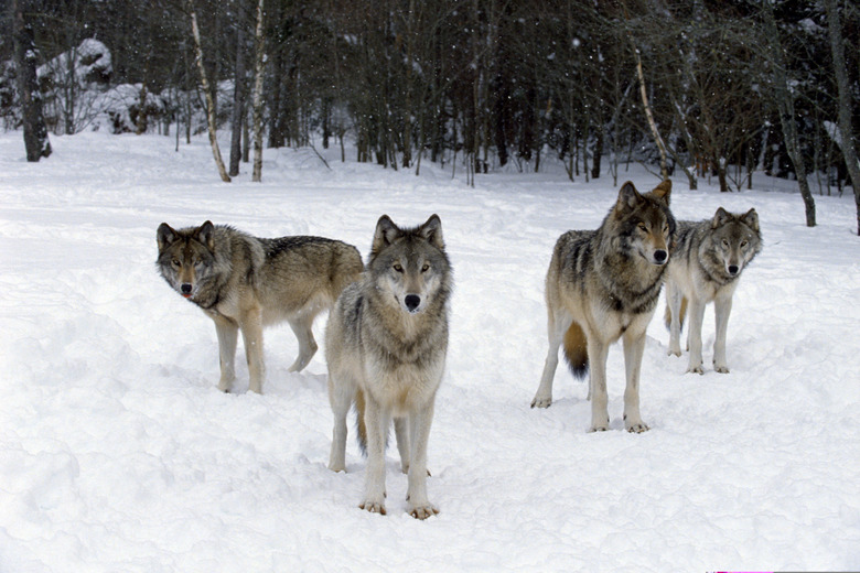 Pack of wolves , Canada