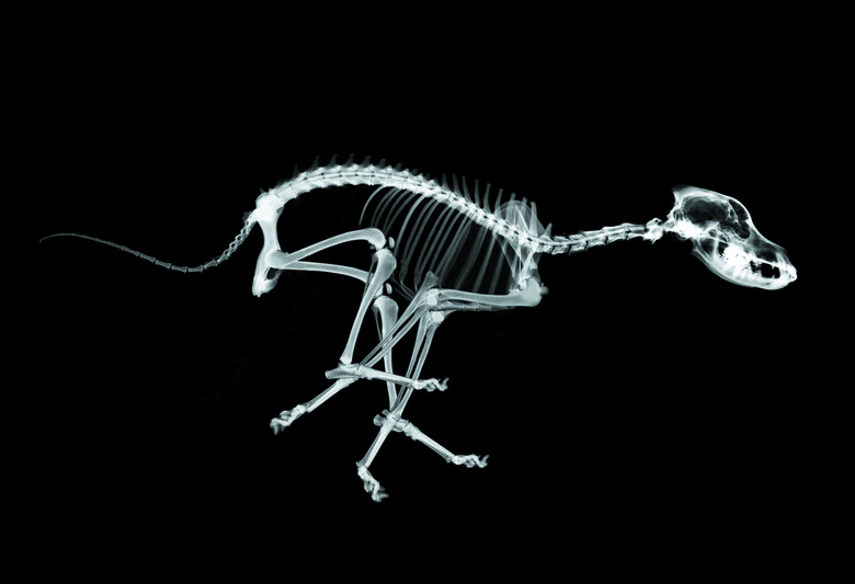 Skeleton of running dog