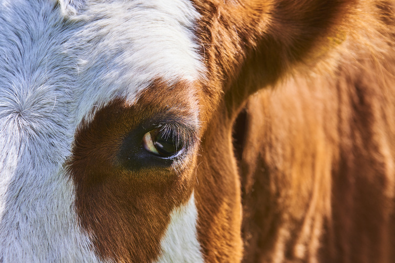 Cow looking at camera