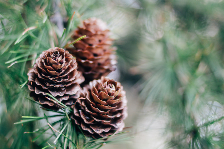 Pine Cone And Branches