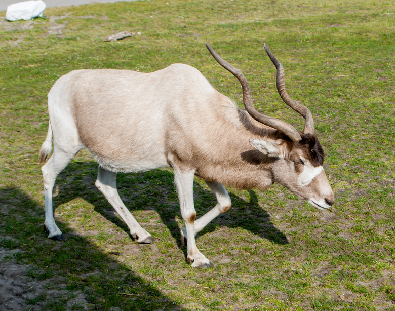 Impala gazelle with long twisted horns grazing in a meadow