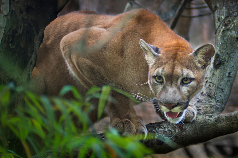 Kuzma puma vs cougar hotsell